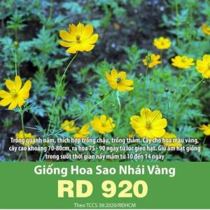 hat-giong-hoa-sao-nhai-vang-rd920